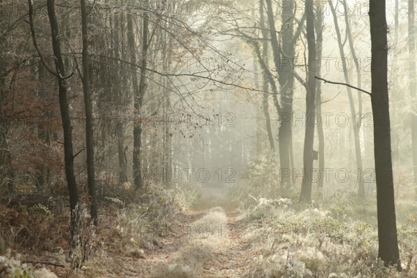 Forest trail among the plants covered with frost, November, Poland, Europe