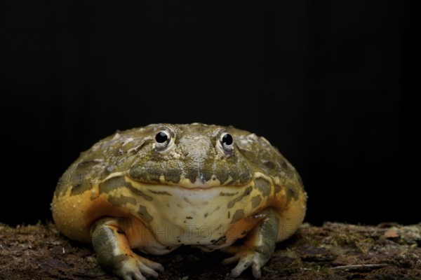 African bullfrog on a black background