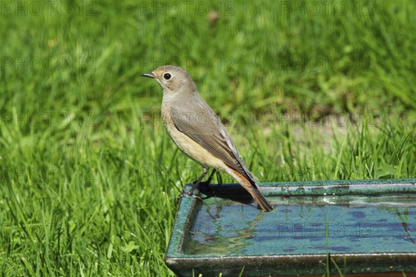 Redstart standing on pot with water in green grass, looking left
