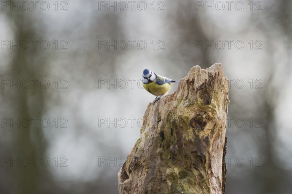 Blue tit on tree trunk