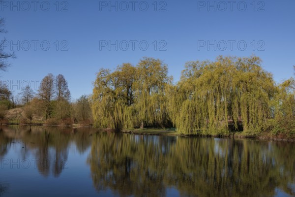 A quiet pond reflects willow trees and the clear sky, Gescher, Münsterland, Germany, Europe