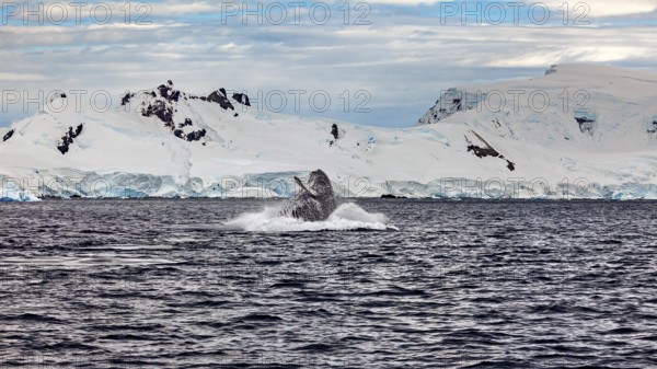 A whale reappears near glaciers, humpback whale (Megaptera novaeangliae) observation in the Southern Ocean in Antarctica