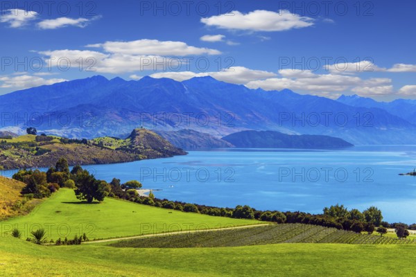 Lake Wanaka. New Zealand, South Island. Adorable lake with turquoise water. Picturesque vineyard descends down the mountain to the water. The concept of active, ecological and photo tourism