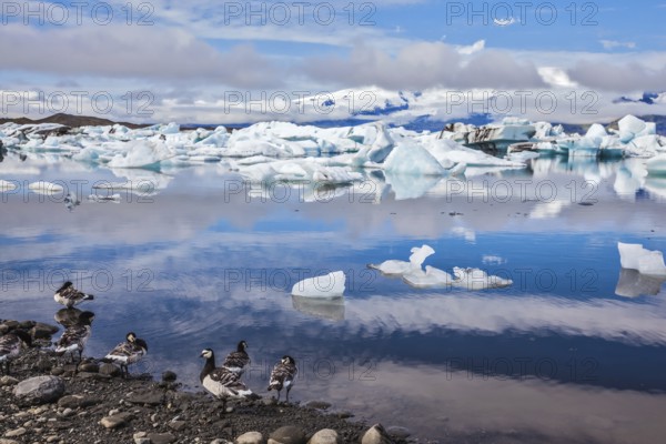 Beautiful summer morning in the icy ocean lagoon with floating ice. On the coastal edge feeds flock of birds - Goose Branta leucopsis