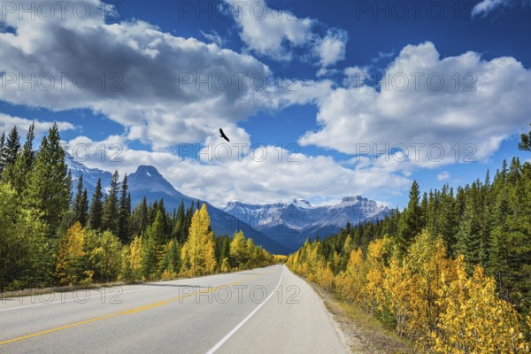 Great Banff. Excellent highway and surrounded by autumnal woods. Travel to the Bow River Canyon in September. Canadian Rockies, Banff National Park in the autumn