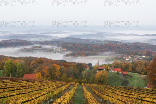 Autumn atmosphere in the early morning, vineyard, fog drifts through the hilly landscape in the valley, St. Andrä-Höch, Sausal wine country, Styria, Austria, Europe