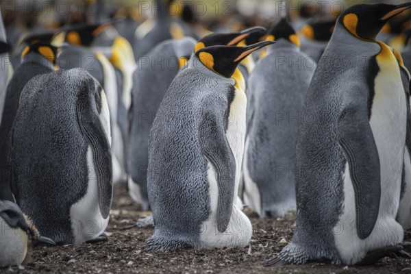 King penguins (Aptenodytes patagonicus), breeding in a colony, Volunteer Point, Falkland Islands, Great Britain, South Atlantic, South America