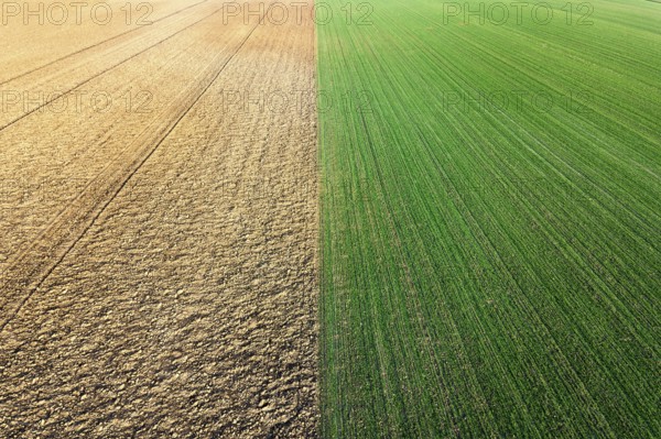 Young Wheat seedlings growing in a field Aerial view