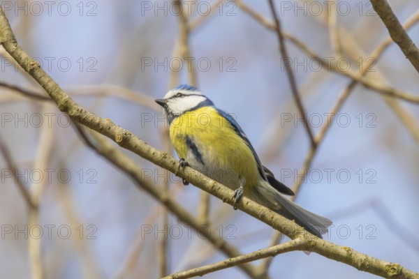 Blue tit on branch, Eurasian blue tit, (Cyanistes caeruleus) Cute little Bird