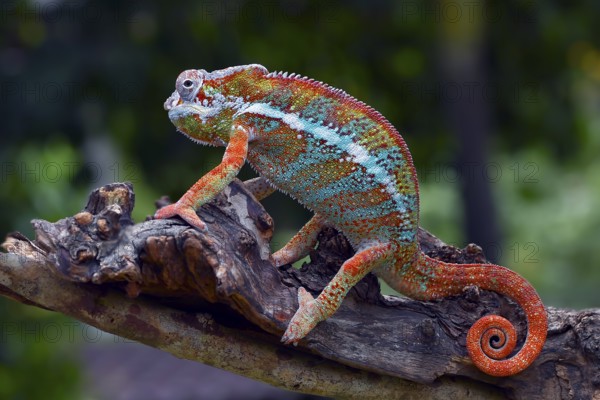 The panther chameleon (Furcifer pardalis) on a tree branch