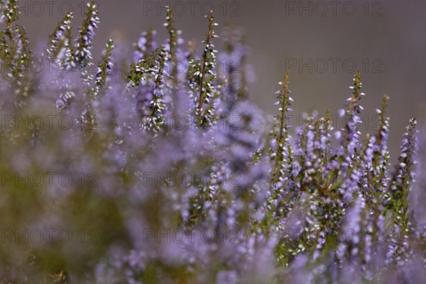 Close-up of flowering heather (Erica) with intense purple colour in natural setting in mountainous landscape, on the edge of Snowdonia National Park, Penmaenmawr, Dwygyfylchi, Caernarfonshire, Conwy County Borough, Wales, United Kingdom, Europe