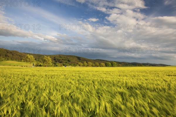 On the edge of a cornfield at sunset