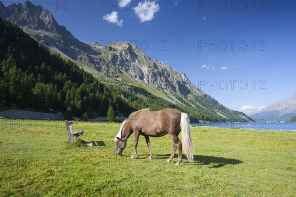 On a pasture near the Lake Sils. It is a lake in the Upper Engadine valley, Grisons, Switzerland, Europe