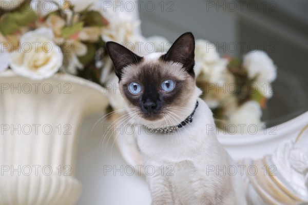 Two colour cat without tail Mekong Bobtail breed with jewel precious necklace of pearls around neck. Cat And necklace. Blue eyed Female Cat of Breed Mekong Bobtail, Sitting with gems on the neck