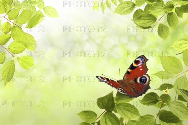 Butterfly in spring