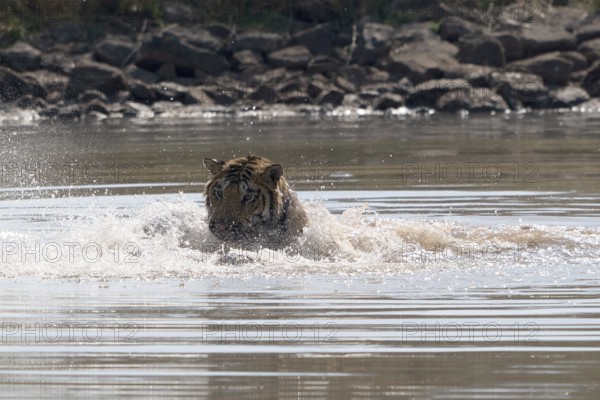 Tiger (Panthera tigris), Bengal tiger or Indian tiger, big cat (Pantherinae), carnivore (Carnivora), critically endangered, playing with killed wild boar (Sus scrofa) in the water, Satpura National Park, Tiger Reserve, Madhya Pradesh, Pachmarhi Biosphere Reserve, India, Asia