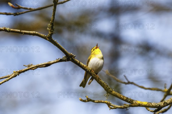 Wood Warbler singing in the springtime from a tree branch