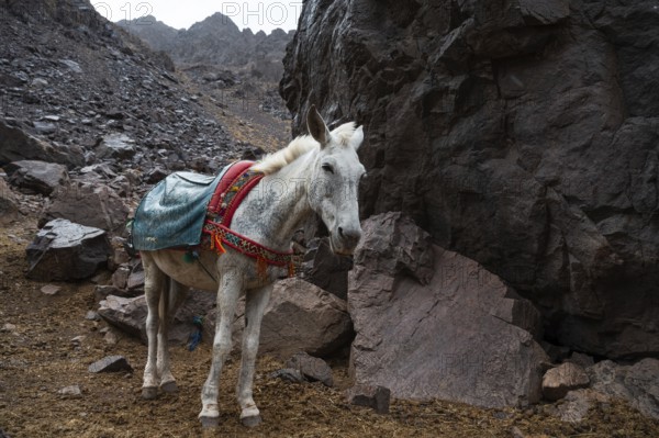 Mules on the trail up the peak Toubkal in Morocco, the highest mountain in North Africa
