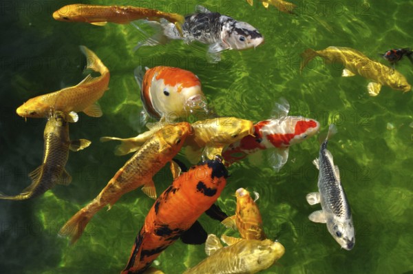 Carpes koi dans un bassin