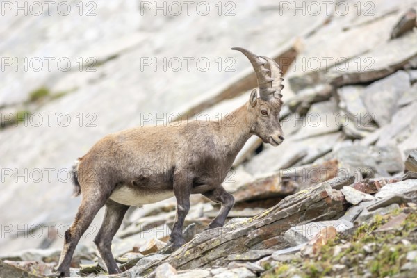 Ibex (capra ibex) in the rocky mountains of the Italian Alps. in the Grand Paradis National Park. Valsavarenche, Aoste, Italie