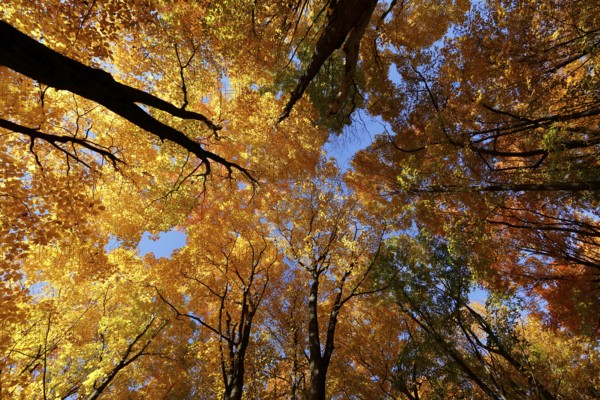 Nature, autumnal forest, view from below into the tree tops, Province of Quebec, Canada, North America