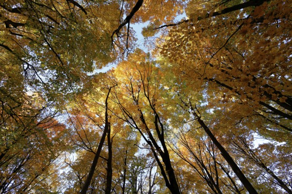 Nature, autumnal forest, view from below into the tree tops, Province of Quebec, Canada, North America