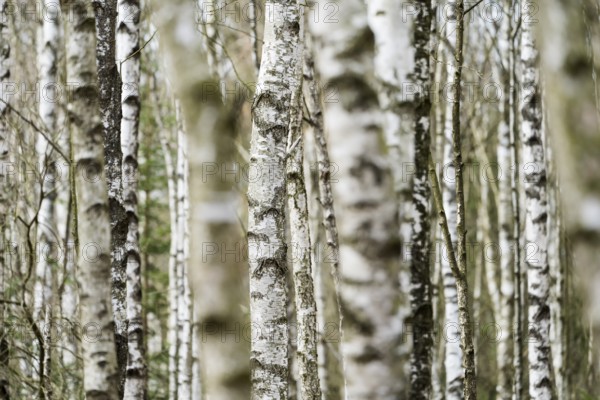 Birch forest as a natural burial grave site, Hofgeismar, Weser Uplands, Weserbergland, Hesse, Germany, Europe