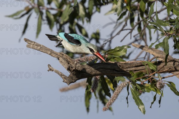 Senegal Kingfisher (Halcyon senegalensis), Qwabi Private Game Reserve, Biosphere Reserve, Limpopo, South Africa, Africa