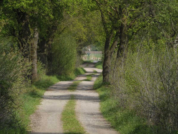 Shady forest path, lined with dense greenery, leads through a peaceful landscape, weseke, münsterland, germany