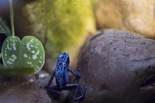 A picture of a beautiful blue and black frog