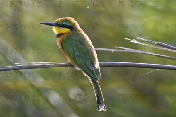 Bee-eater (Merops apiaster) sitting on a reed, Moremi Game Reserve, Okavango Delta, Maun, Botswana, Africa