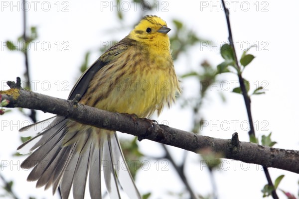 Yellowhammer, Emberiza citrinella, Yellowhammer