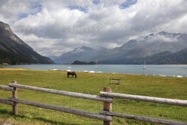 Rural fence along the lake shore. Sleek thoroughbred bay horse grazing near the moored yachts The Swiss Alpes, early autumn