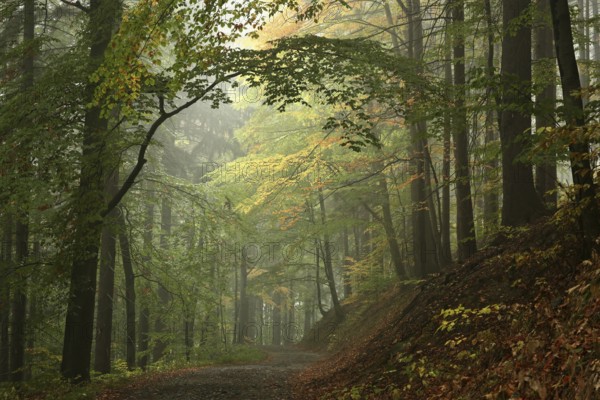 Trail through the autumn forest on a misty weather, Bischofskoppe Mountain, October, Poland, Europe