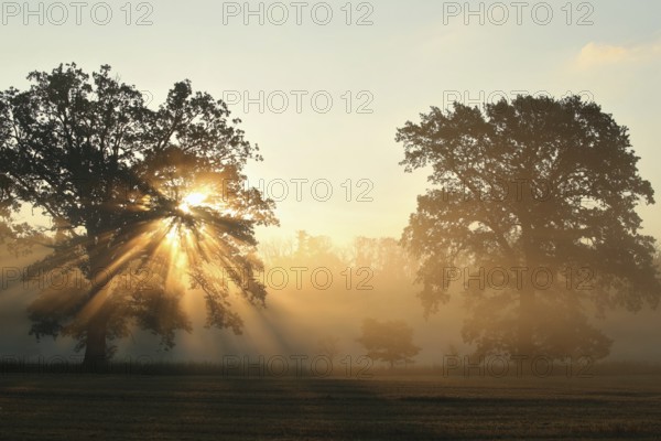 Oaks on the field on a foggy September morning, Poland, Europe