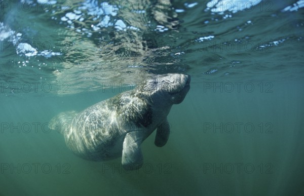 Round-tailed manatee, Trichechus manatus latirostris, USA, Florida, FL, Everglades, North America