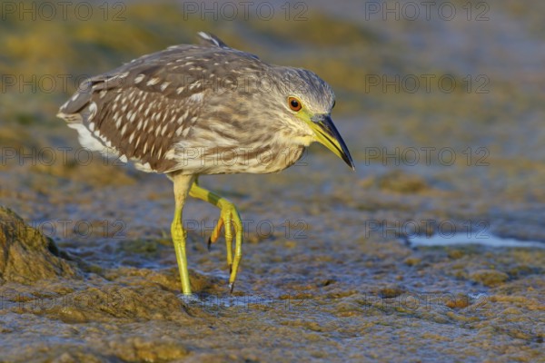 Black-crowned Night Heron, Night Heron, Black-crowned Night-Heron, Nycticorax nycticorax, Bihoreau gris, Héron bihoreau, Martinete Común Muscat, Quarayyat, Muscat, Oman, Asia