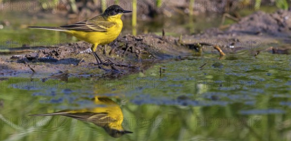 Black-headed Yellow Wagtail, Black-headed Wagtail, Motacilla flava feldegg, Motacilla feldegg, Bergeronnnette à tête noire, Lavandera Boyera Balcánica Lesbos, Greece, Europe