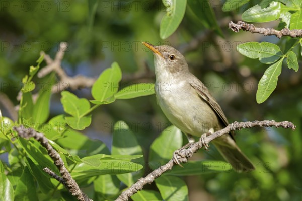 Olive warbler, (Hippolais olivetorum), animal, animals, bird, birds, biotope, habitat, perch, branch, twig, foraging, songbird, reed warbler family Lesvos, Greece, Europe
