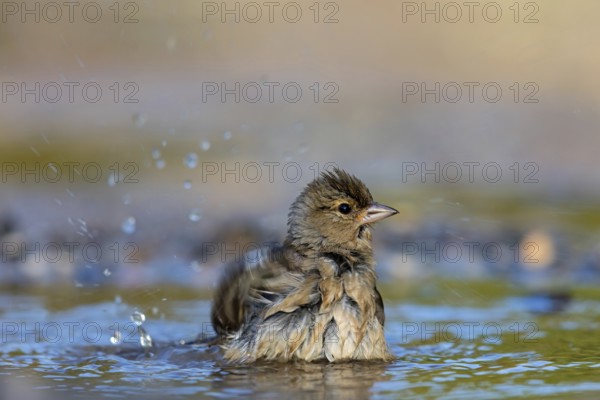 Chaffinch, (Fringilla coelebs), bathing in the water, Wadi Darbat, Salalah, Greece, Oman, Europe