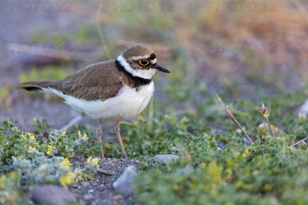 Little Ringed Plover, Little Ringed Plover, (Charadrius dubius), plover family, biotope, foraging, Lesbos, Lesbos Island, Greece, Europe
