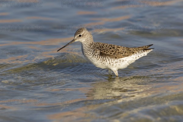 Pond sandpiper, (Tringa stagnatilis), animals, birds, biotope, habitat, foraging, wader, waders, Israel, Asia