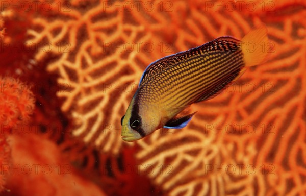 Magnificent dwarf perch, Pseudochromis splendens, Indonesia, Wakatobi Dive Resort, Sulawesi, Indian Ocean, Banda Sea, Asia