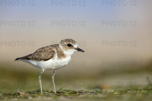 Animals, birds, plover, Kentish plover, (Charadrius alexandrinus), biotope, habitat, foraging, Barr Al Hikman, Shannah, Ash Sharqiyah South, Oman, Asia