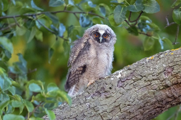 Long-eared owl, (Asio otus), juvenile, chick, perch, animals, birds, owls, Hockenheim, Baden-W¸rttemberg, Germany, Europe