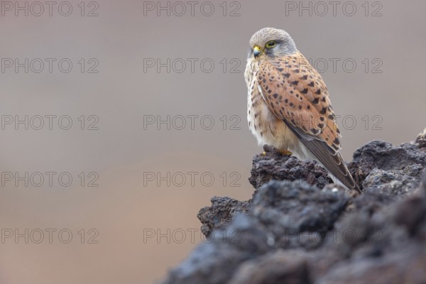 Kestrel, (Falco tinnunculus), perches on rocks, Canary Islands, animals, birds, falcons, foraging, lava rocks, Lanzarote, Canary Islands, Spain, Europe