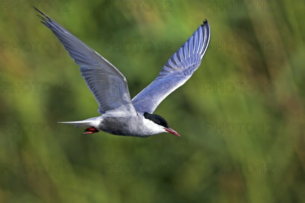 White-bearded Tern, White-bearded Tern, (Chlidonias hybridus), (Chlidonias hybrida), Marsh Tern family, biotope, habitat, foraging, flight recording, East Khawr Khawr Ad Dahariz, Salalah, Dhofar, Oman, Asia