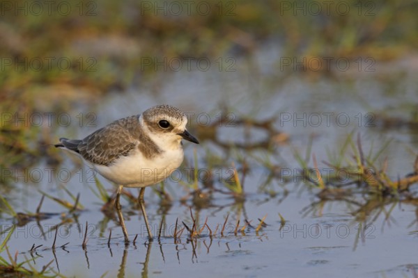 Animals, birds, plover, Kentish plover, (Charadrius alexandrinus), biotope, habitat, foraging, Khawr Rawri, Salalah, Sohar, Oman, Asia