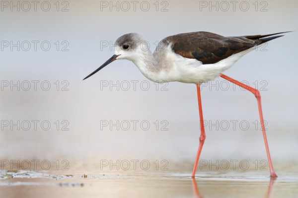 Black-winged Stilt, (Himantopus himantopus), avocet family, biotope, habitat, foraging, East Khawr Khawr Ad Dahariz, Salalah, Dhofar, Oman, Asia