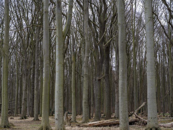 Trees in the ghostly forest on the cliffs facing the Baltic Sea, Nienhagen, Mecklenburg-Vorpommern, Germany, Europe